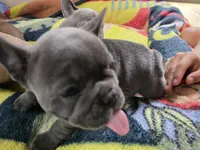 Bluey, a female French Bulldog for sale in Greeley, CO – 4 of 7