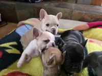 Skittles, a male French Bulldog for sale in Greeley, CO – 8 of 8