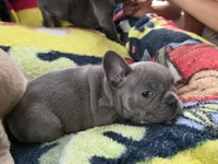 Bluey, a female French Bulldog for sale in Greeley, CO – 6 of 7