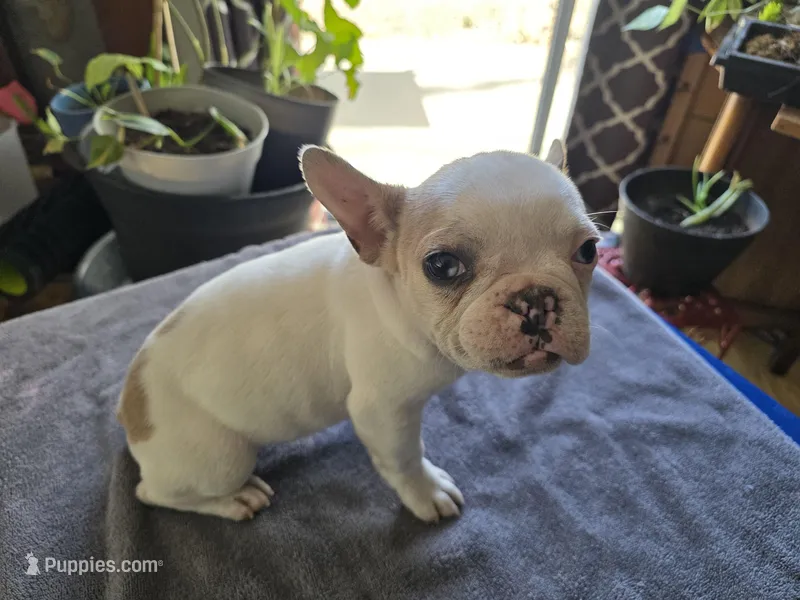 Tiny Girl – French Bulldog puppy for sale in Greeley, CO