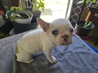 Tiny Girl, a female French Bulldog for sale in Greeley, CO – Photo 1 of 5