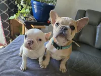 Tiny Girl, a female French Bulldog for sale in Greeley, CO – Photo 2 of 5