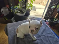 Tiny Girl, a female French Bulldog for sale in Greeley, CO – Photo 5 of 5