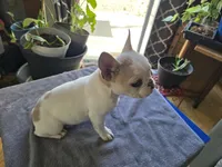 Tiny Girl, a female French Bulldog for sale in Greeley, CO – Photo 3 of 5