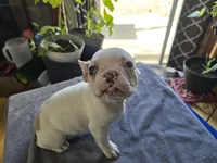 Tiny Girl, a female French Bulldog for sale in Greeley, CO – Photo 4 of 5