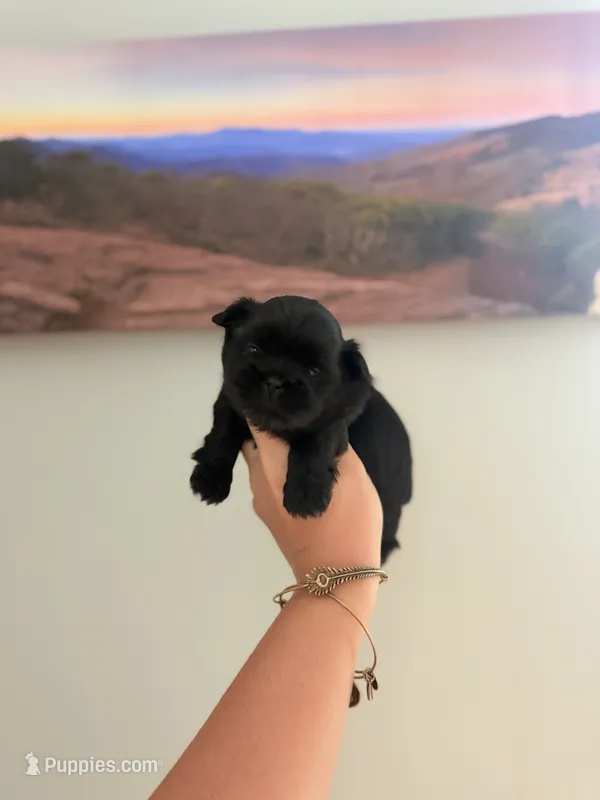 Shichon Female 2 – Shichon puppy for sale in Bakersville, NC
