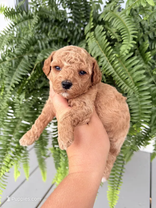 Cavapoo female 1 – Cavapoo puppy for sale in Bakersville, NC