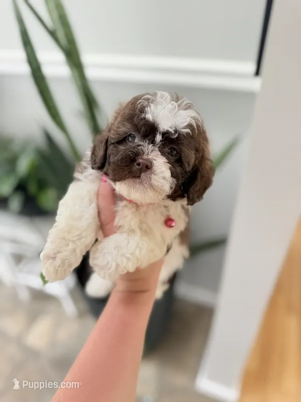 Shichon Teddy Bears  – Shichon puppy for sale in Bakersville, NC