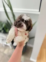 Shichon Teddy Bears , a female Shichon for sale in Bakersville, NC – 1 of 2