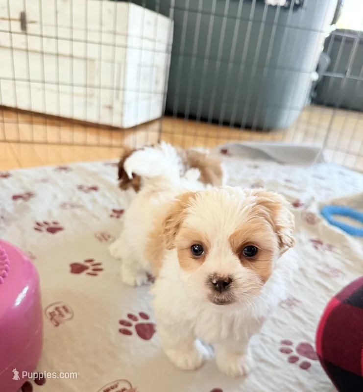 Male teddy bear shichon – Shichon puppy for sale in Bakersville, NC