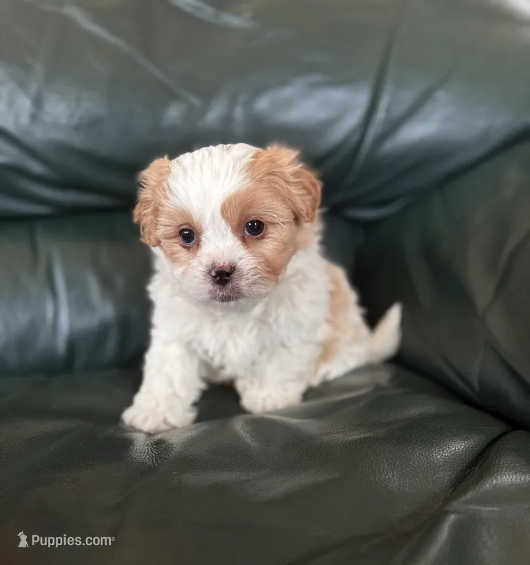 Male teddy bear shichon