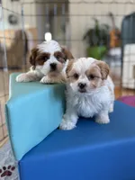 Male teddy bear shichon, a male Shichon for sale in Bakersville, NC – Photo 3 of 3