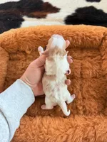 processed/53957996-2ffa-444e-bc8d-b15587e635eb/listing/30105086-16ea-49c2-a99c-e1ba17b07ea5/49d19ba1-ce44-4897-992a-1d4d641e0cc6