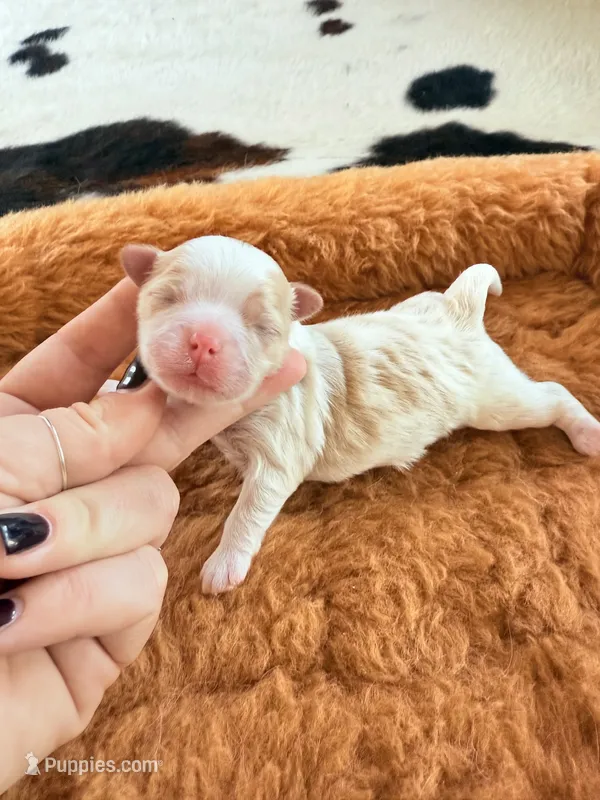Male teddy bear shichon