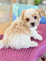 Male teddy bear shichon, a male Shichon for sale in Bakersville, NC – Photo 2 of 3