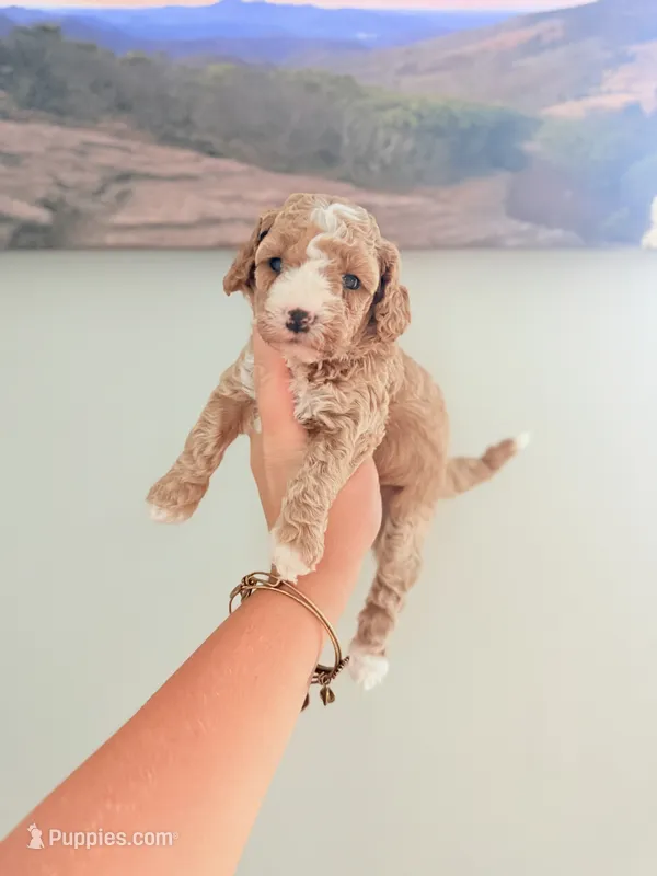 Toy Golden Doodle female 1 – Miniature Goldendoodle puppy for sale in Bakersville, NC
