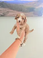 Toy Golden Doodle female 1, a female Miniature Goldendoodle for sale in Bakersville, NC – 1 of 2