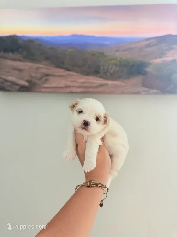 Shichon Male 3 – Shichon puppy for sale in Bakersville, NC