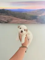 Shichon Male 3, a male Shichon for sale in Bakersville, NC – 1 of 2