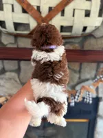 Shichon Teddy Bear , a male Shichon for sale in Bakersville, NC – 2 of 2