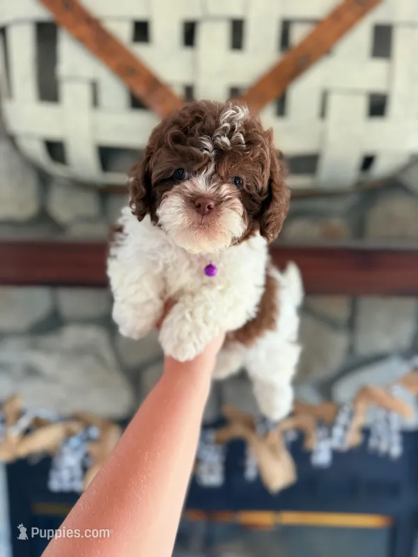 Shichon Teddy Bear  – Shichon puppy for sale in Bakersville, NC
