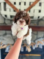 Shichon Teddy Bear , a male Shichon for sale in Bakersville, NC – 1 of 2