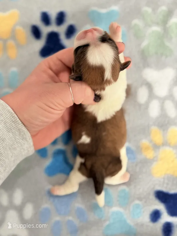 Male teddy bear shichon