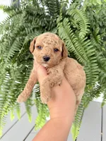 Cavapoo female 1, a female Cavapoo for sale in Bakersville, NC – 2 of 2