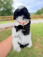 Black and white male shichon , a male Shichon for sale in Bakersville, NC – 2 of 4