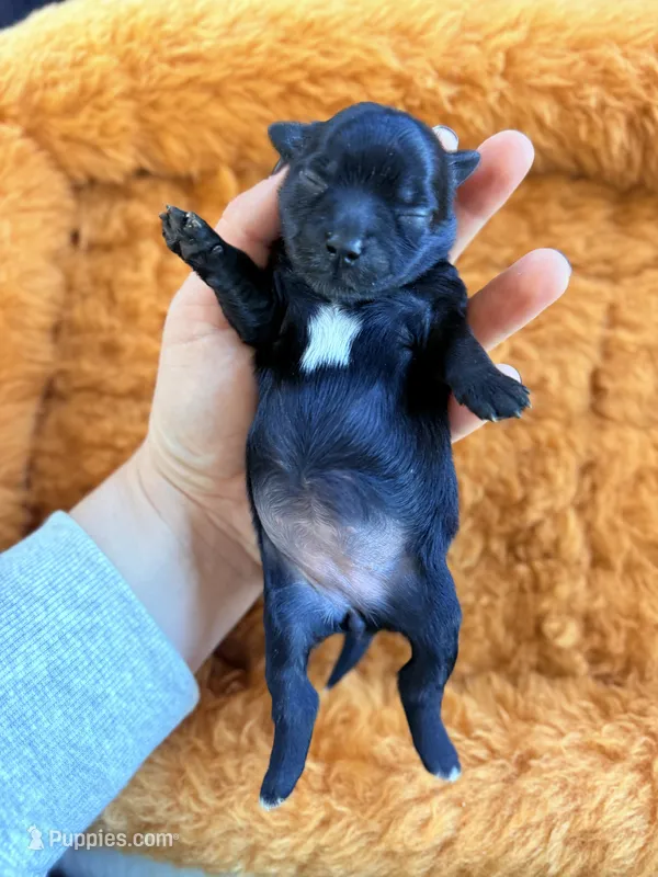 Female teddy bear Shichon