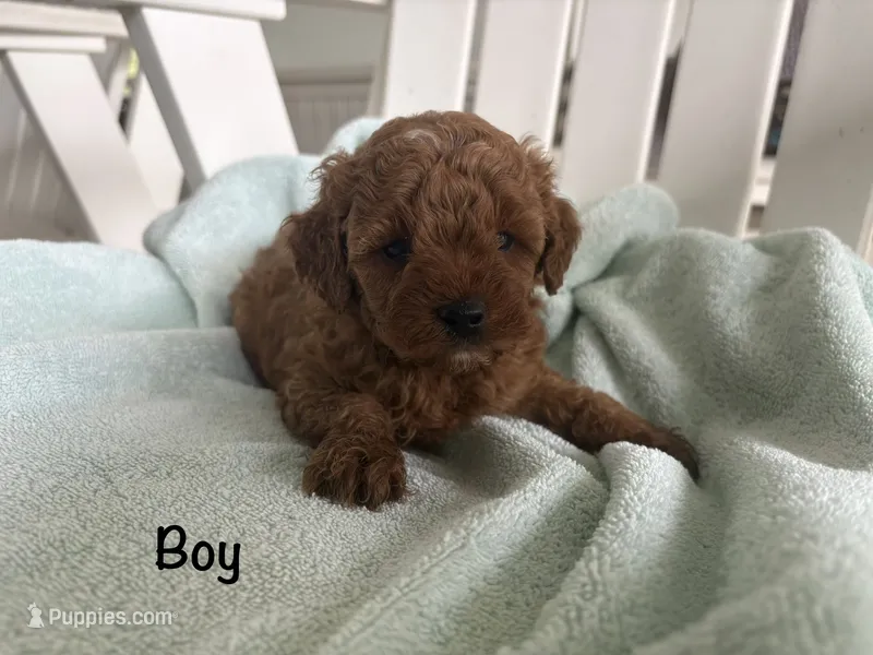 Cavapoo , a male Cavapoo for sale in Bakersville, NC – 1 of 2