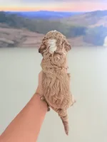 Toy Golden Doodle Male 1, a female Miniature Goldendoodle for sale in Bakersville, NC – 2 of 2