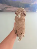 Toy Golden Doodle female 1, a female Miniature Goldendoodle for sale in Bakersville, NC – 2 of 2