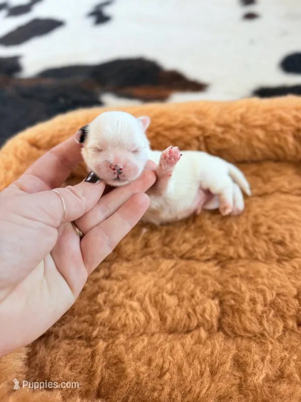 Male teddy bear shichon