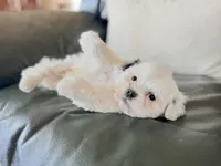 Male teddy bear shichon, a male Shichon for sale in Bakersville, NC – Photo 2 of 2