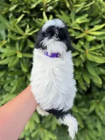 Male teddy bear shichon, a male Shichon for sale in Bakersville, NC – 2 of 2