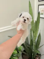 Male teddy bear shichon, a male Shichon for sale in Bakersville, NC – Photo 1 of 2