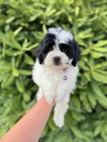 Male teddy bear shichon, a male Shichon for sale in Bakersville, NC – 1 of 2