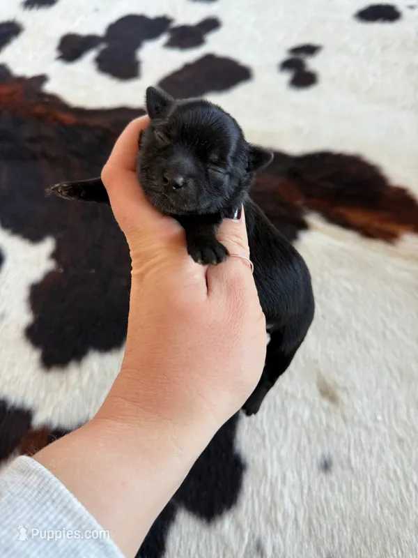 Female Shichon teddy bear