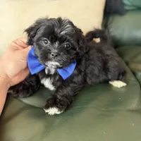 Shihpoo male , a male Shihpoo for sale in Bakersville, NC – Photo 3 of 3