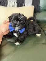 Shihpoo male , a male Shihpoo for sale in Bakersville, NC – Photo 3 of 3