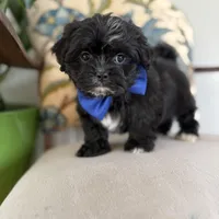 Shihpoo male , a male Shihpoo for sale in Bakersville, NC – Photo 1 of 3