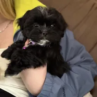 Shihpoo male , a male Shihpoo for sale in Bakersville, NC – Photo 2 of 3