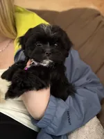 Shihpoo male , a male Shihpoo for sale in Bakersville, NC – Photo 2 of 3