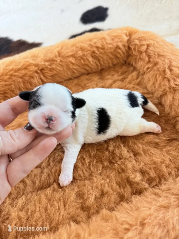 Male teddy bear Shichon