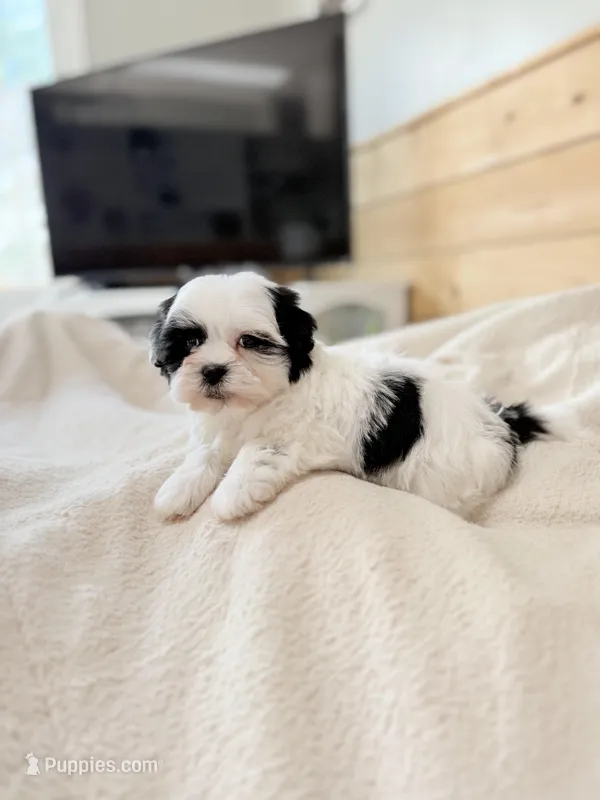 Male teddy bear Shichon – Shichon puppy for sale in Bakersville, NC