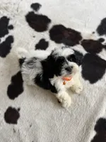 Black and white male shichon , a male Shichon for sale in Bakersville, NC – 4 of 4