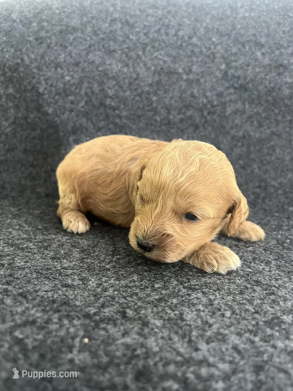 Cavapoos, a female Cavapoo for sale in Bakersville, NC – Photo 1 of 7