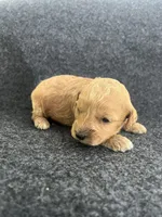Cavapoos, a female Cavapoo for sale in Bakersville, NC – Photo 1 of 7