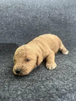 Cavapoos, a female Cavapoo for sale in Bakersville, NC – Photo 7 of 7